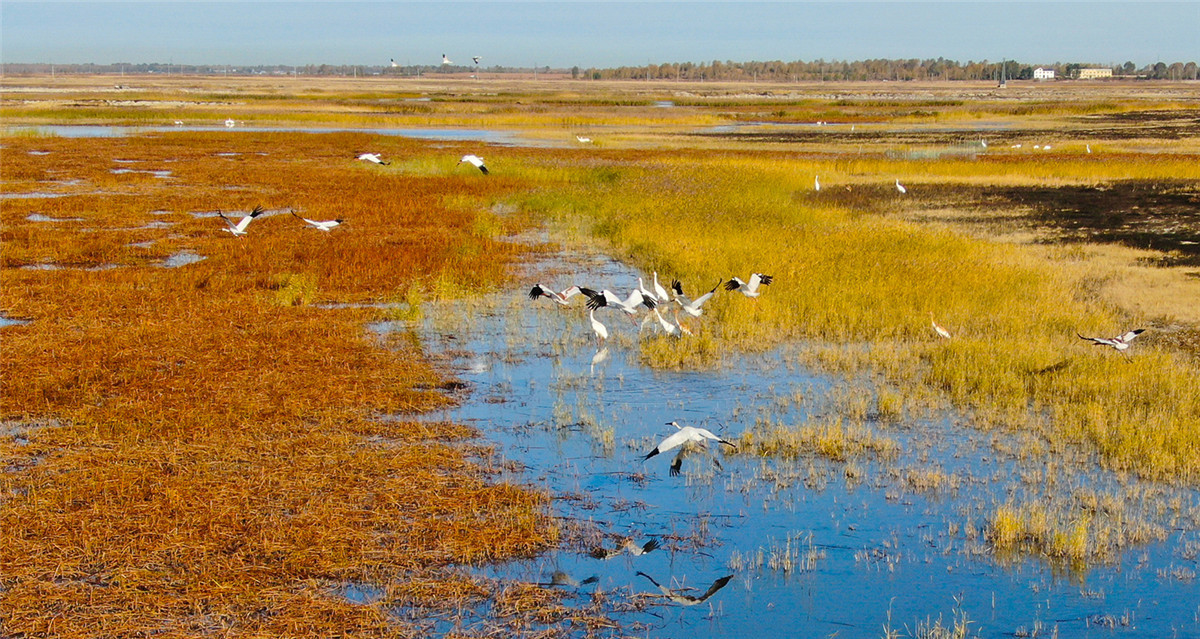 Grullas blancas vuelan a la reserva natural de Momoge en el pueblo de Zhenlai, provincia de Jilin, noreste de China. (Foto: chinadaily.com.cn/Zhao Lengbing)