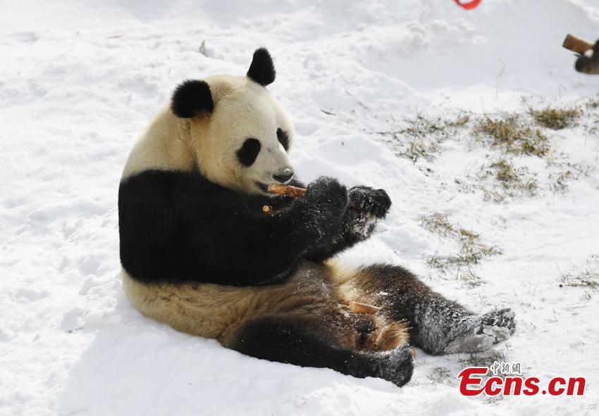 Mu Yun, un panda gigante chino, disfruta de los brotes de bambú en el Parque Zoológico del Tigre Siberiano, en Changchun, el 18 de noviembre del 2019. Mu Yun y Chu Xin, otro panda que vive en el mismo zoológico, proceden de la Base Dujiangyan del Centro de Conservación e Investigación para los Pandas Gigantes de China. (Foto: China News Service / Zhang Yao)