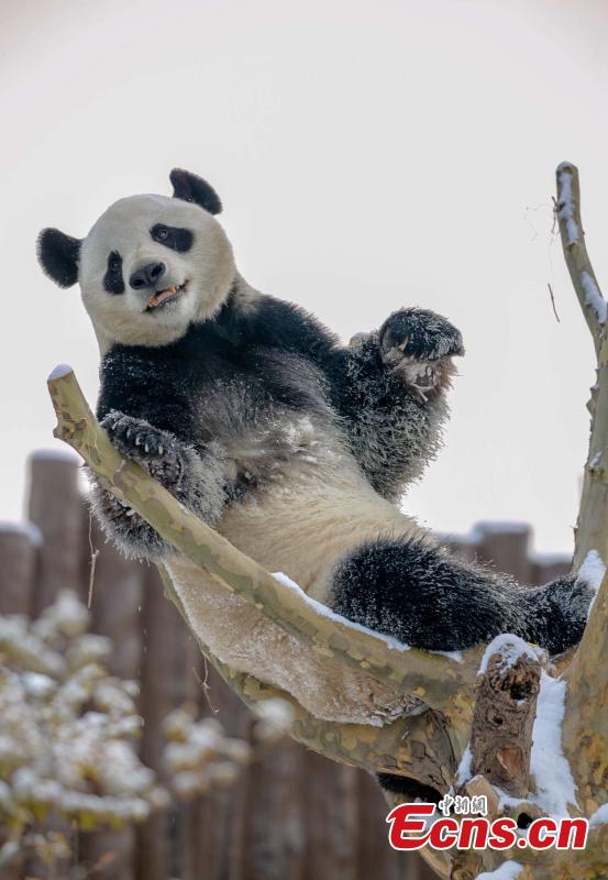 Pandas de Jinan disfrutan la primera nevada de la temporada