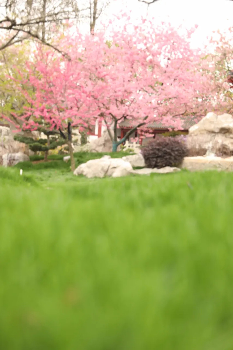 Florecen los cerezos en el lago Este de Wuhan