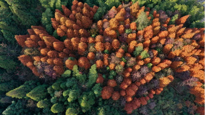 Parque Forestal de Yongfeng, Ji'an, Jiangxi. Foto: Liu Haojun/ vip.people.com.cn)