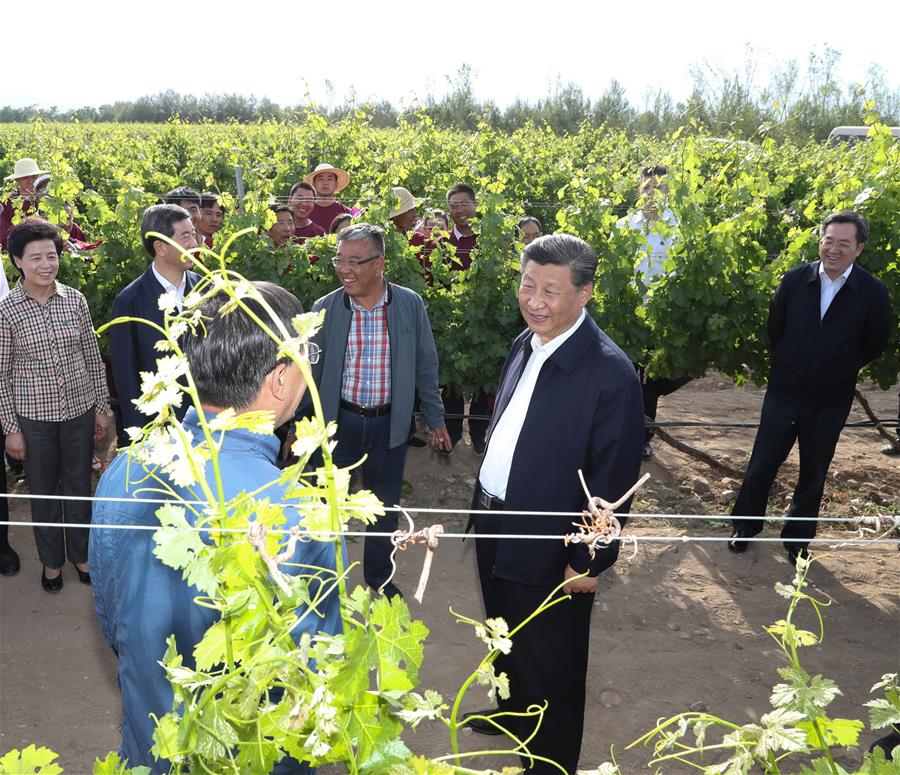 El presidente chino, Xi Jinping, también secretario general del Comité Central del Partido Comunista de China y presidente de la Comisión Militar Central, visita un vi?edo cerca de las monta?as Helan para informarse sobre los esfuerzos para fortalecer la conservación ecológica de las monta?as, en la región autónoma de la etnia hui de Ningxia, en el noroeste de China, el 9 de junio de 2020. Xi inspeccionó el martes la ciudad de Yinchuan durante su gira por Ningxia. (Xinhua/Wang Ye)