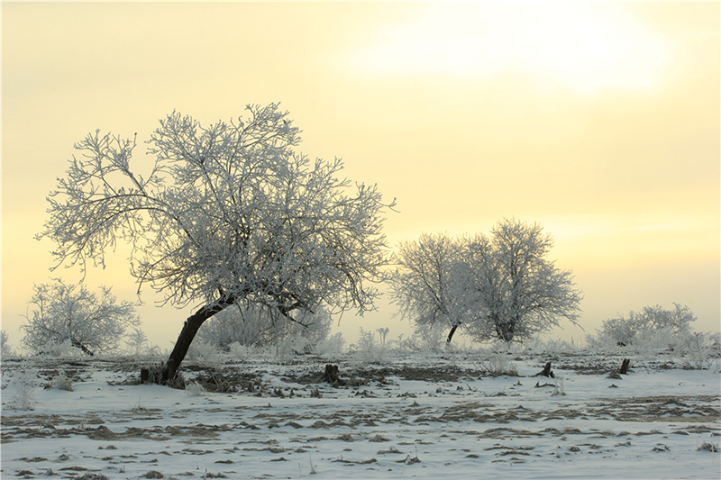El hielo escarchado en los árboles crea un paisaje natural inusual, convirtiendo el condado Huma de la región de Daxinganling, provincia de Heilongjiang, en un paisaje de ensue?o. [Foto de Shi Yuhai / para chinadaily.com.cn]