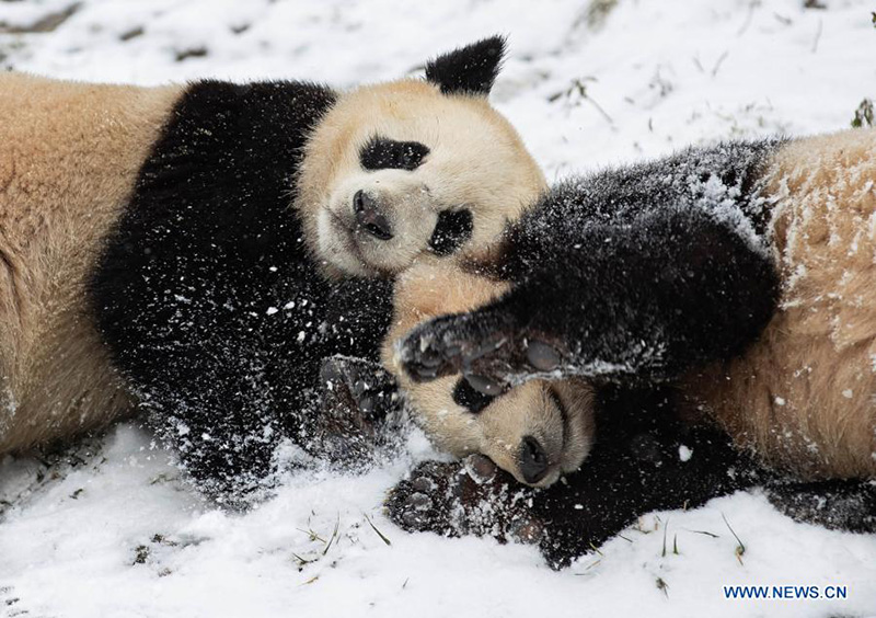 Pandas gigantes juegan después una nevada en la Reserva Natural Nacional de Wolong