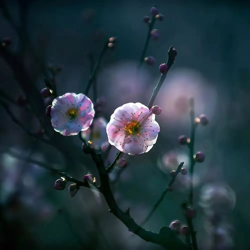 Los ciruelos florecen en Nantong