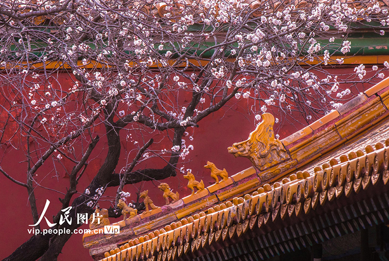 Las flores de albaricoque dan un toque primaveral a la Ciudad Prohibida 