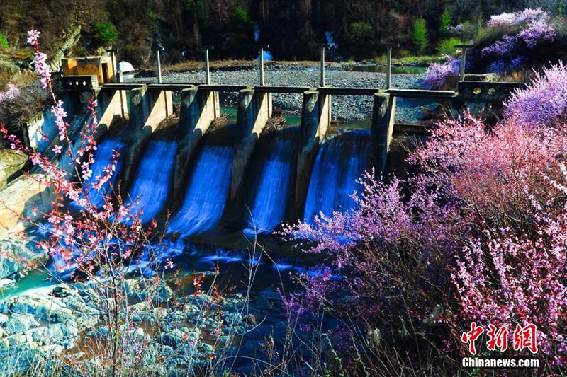 Las flores de melocotón embellecen la monta?a Liupan