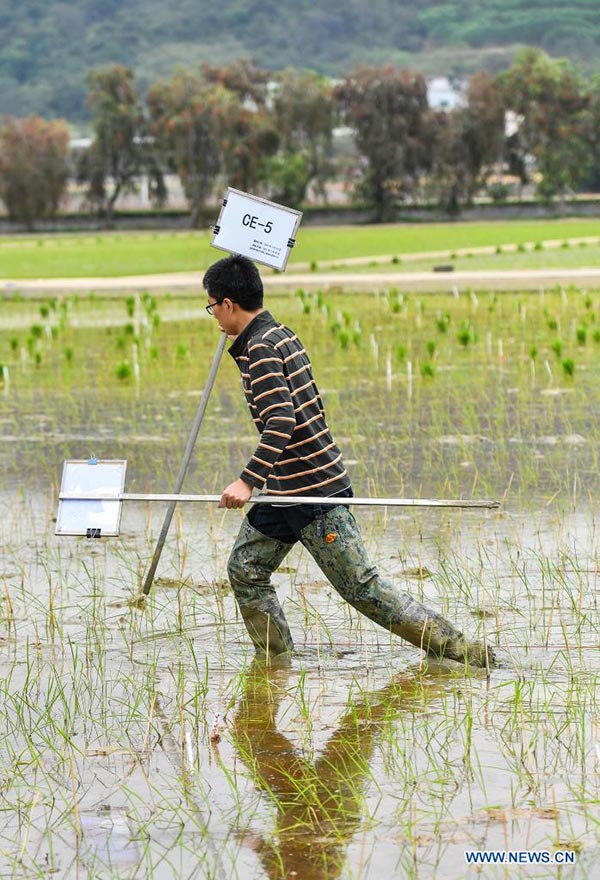 Wang Jiafeng, del Centro Nacional de Investigación en Ingeniería de la Plantación Espacial de la Universidad Agrícola del Sur de China (SCAU, por sus siglas en inglés), marca el área donde se desarrollaron las plántulas de arroz a partir de semillas que en el pasado hicieron un viaje de ida y vuelta a la Luna a bordo de la sonda Chang'e 5, en un campo experimental de la Universidad Agrícola del Sur de China en Zengcheng, Guangzhou, capital de la provincia china de Guangdong.