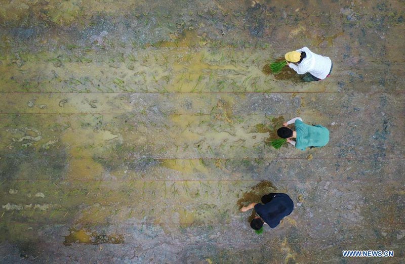 Foto del 29 de marzo de 2021 muestra a investigadores trasplantando plántulas de arroz desarrolladas a partir de semillas que en el pasado hicieron un viaje de ida y vuelta a la Luna a bordo de la sonda Chang'e 5, en un campo experimental de la Universidad Agrícola del Sur de China en Zengcheng, Guangzhou, capital de la provincia china de Guangdong.