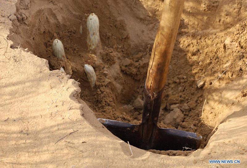 Agricultores cosechan beneficios mediante el control de arena en el desierto Ulan Buh