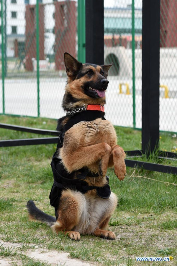 Entretamientos de alto nivel en el Centro Nacional de Entrenamiento de Búsqueda y Rescate Urbano de Lanzhou