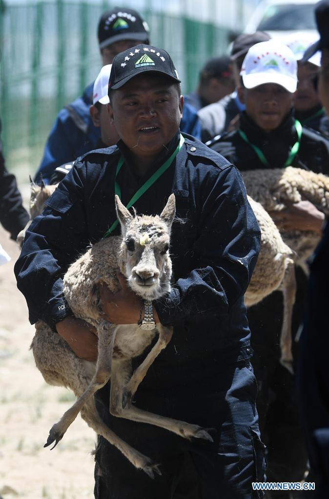 Antílopes tibetanos son liberados en un centro de rescate de la vida silvestre de la Estación de Protección Sonam Dargye en Hoh Xil, provincia de Qinghai, 7 de julio del 2021. [Foto: Xinhua]