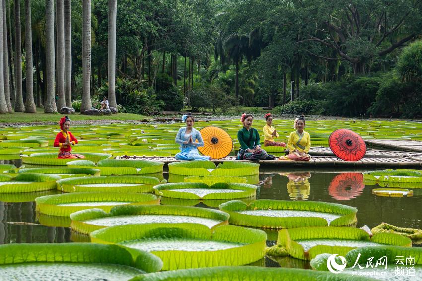 Las hojas del nenúfar Victoria son lo suficientemente grandes como para que una persona pueda sentarse, Xishuangbanna, Yunnan. (Foto: Pueblo en Línea)