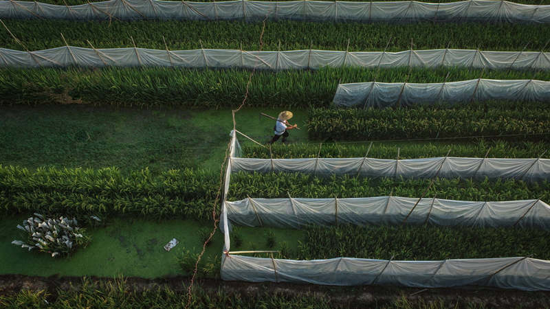 Las diferentes variedades de arroz se mantienen separadas para que no puedan fertilizarse entre sí de forma natural. [Foto: Zhang Mao/ China Daily]