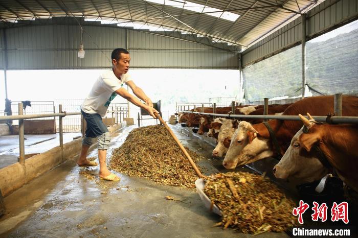 La foto muestra a Zhang Fa alimentando ganado con forraje. (Foto / Zhu Liurong)