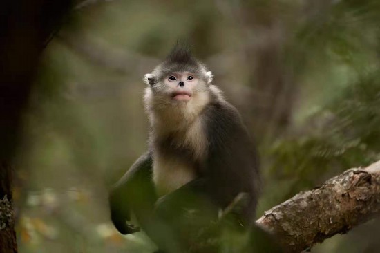 Mono dorado de Yunnan, el "elfo de las monta?as nevadas" 