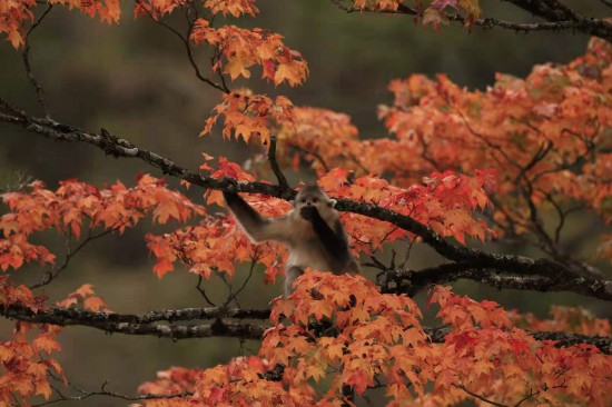 Mono dorado de Yunnan, el "elfo de las monta?as nevadas" 