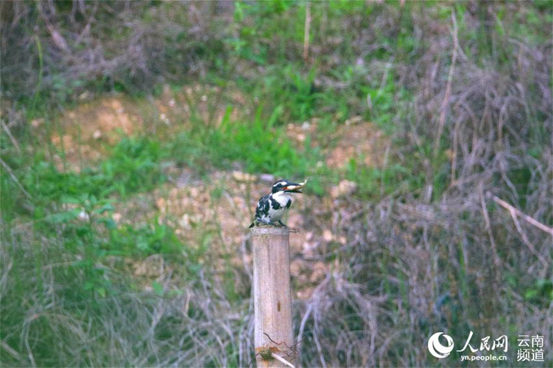 Avistan por primera vez al martín pescador pío en la reserva de Longling