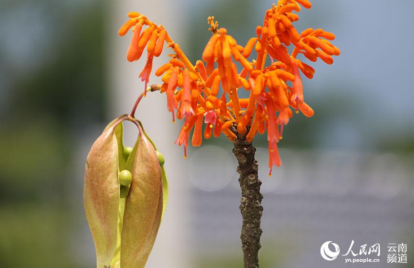 Descubren en Yunnan cuatro comunidades de una planta en peligro de extinción