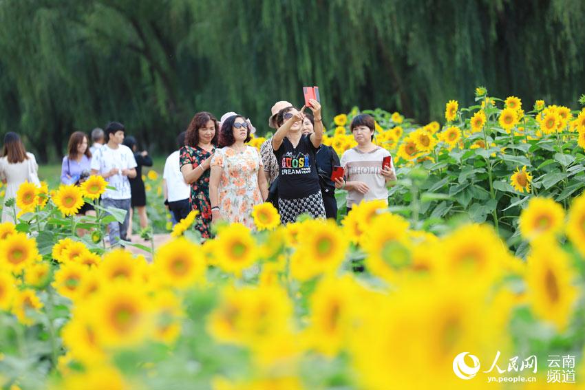 Los girasoles de Yunnan posan para un idílica postal de verano