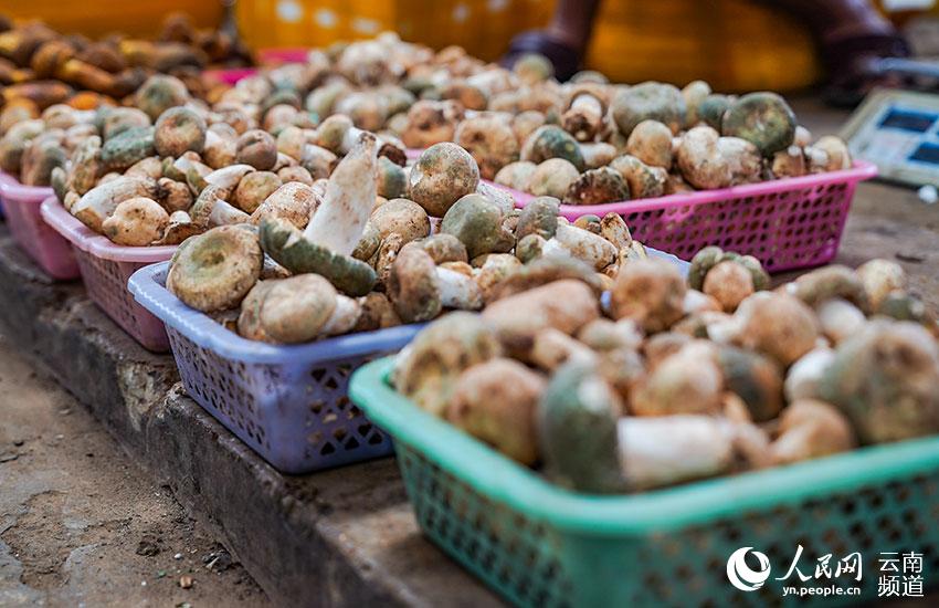 La foto muestra una especie de hongo comestible llamado russula virescens.