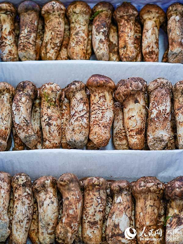 La foto muestra una especie de hongo comestible llamado Tricholoma matsutake.