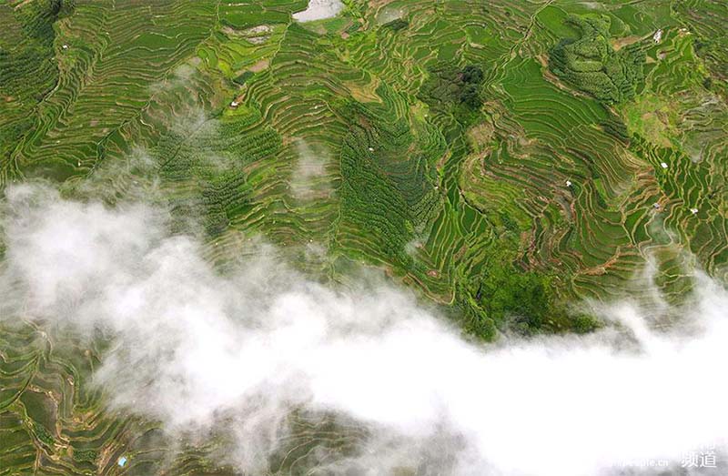 La foto muestra los campos en terrazas Hani en la monta?a Wuzhishan, el condado Yuanyang de la prefectura autónoma Yi y Hani de Honghe, en la provincia de Yunnan, en el suroeste de China. (Foto / Luo Jianguo)