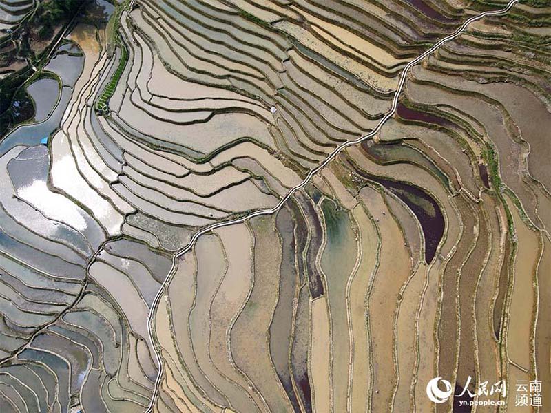 La foto muestra los campos en terrazas Hani en la monta?a Wuzhishan, el condado Yuanyang de la prefectura autónoma Yi y Hani de Honghe, en la provincia de Yunnan, en el suroeste de China. (Foto / Luo Jianguo)
