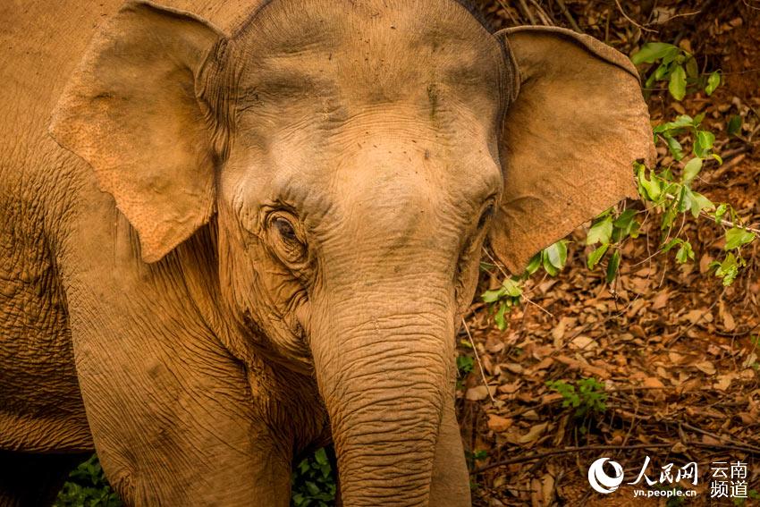Inolvidables momentos de la caminata de los famosos elefantes asiáticos de Yunnan