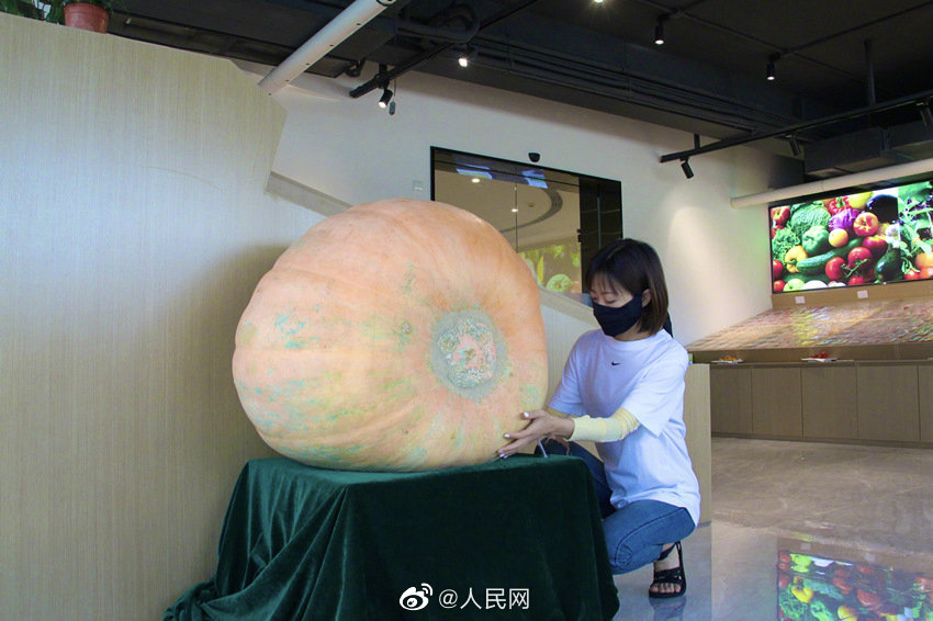 Una granja planta calabazas gigantes de 100 kilogramos en Chengdu