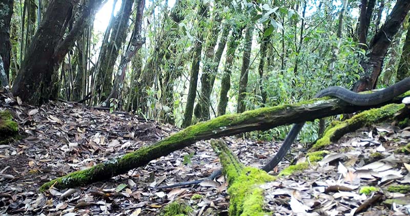 Una cámara infrarroja captura imágenes poco comunes de una cobra real en Yunnan