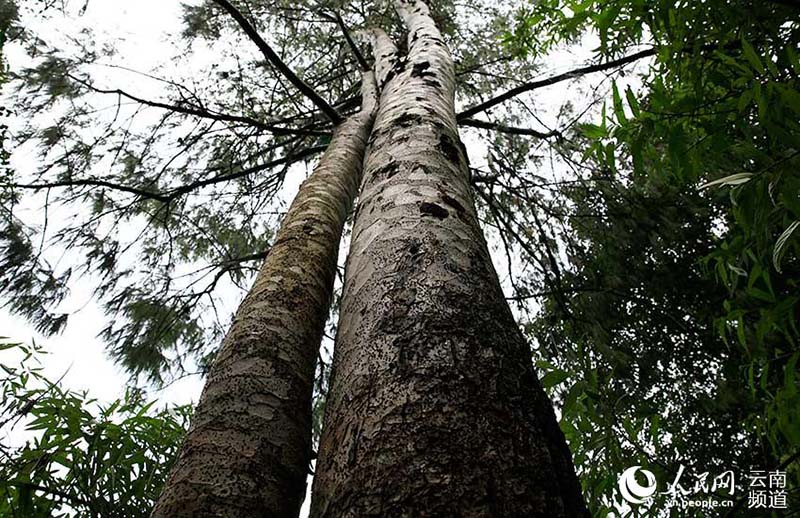 Pinos de cinco agujas de Qiaojia recuperan terreno perdido en Yunnan
