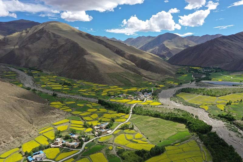 La protección ecológica enverdece la meseta Qinghai-Tibet