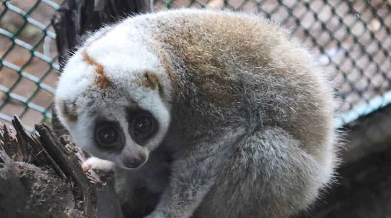 Nace en Yunnan el primer loris criado artificialmente en China 
