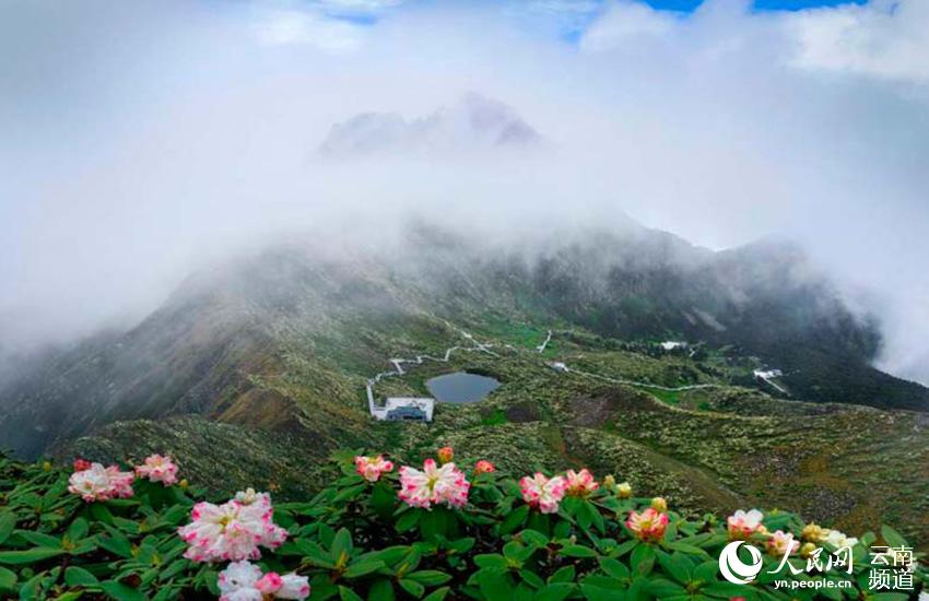 Azalea, una de las ocho flores más populares en Yunnan