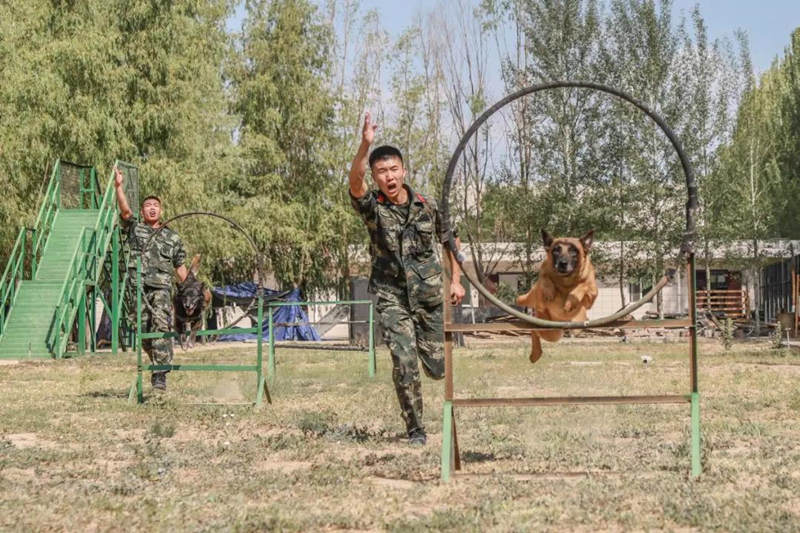 Canes aprenden habilidades policíacas de rescate y ataque en Ningxia