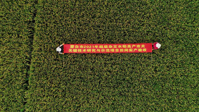 La variante de arroz súper híbrido alcanza un rendimiento unitario de más de 1.100 kg en Yunnan