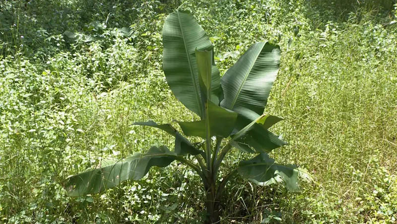 La foto muestra Thysanolaena maxima y plátanos silvestres dentro del área que ofrece fuentes de alimento para elefantes asiáticos ubicada en la ciudad de Jinghong, provincia de Yunnan, en el suroeste de China. (Foto del Centro de Convergencia de Medios de la Ciudad de Jinghong)