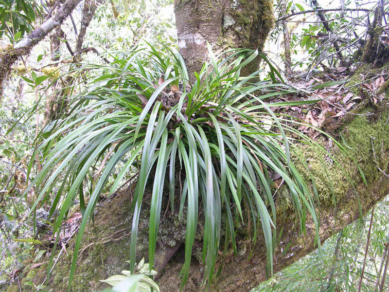 China actualiza la Lista de Plantas Silvestres bajo Protección Prioritaria del Estado