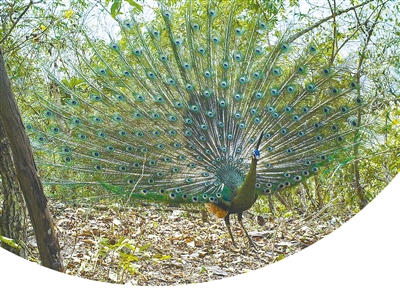 Yunnan lucha por proteger el pavo real verde en peligro de extinción