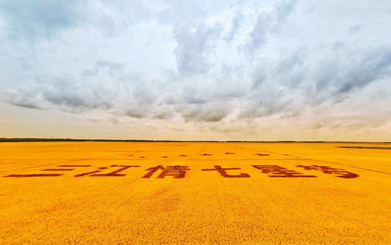 Gran cosecha de arroz entusiasma a los agricultores de Heilongjiang