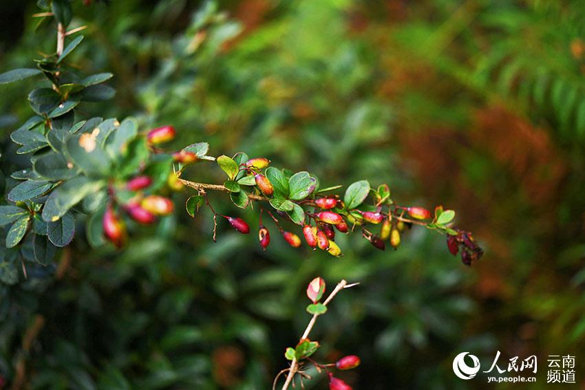 Redescubren plantas endémicas chinas en Longling, Yunnan