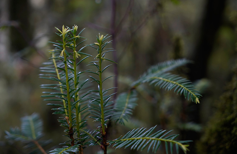 Descubren un ejemplar de Taxus chinensis con más de 500 a?os de vida en Yunnan
