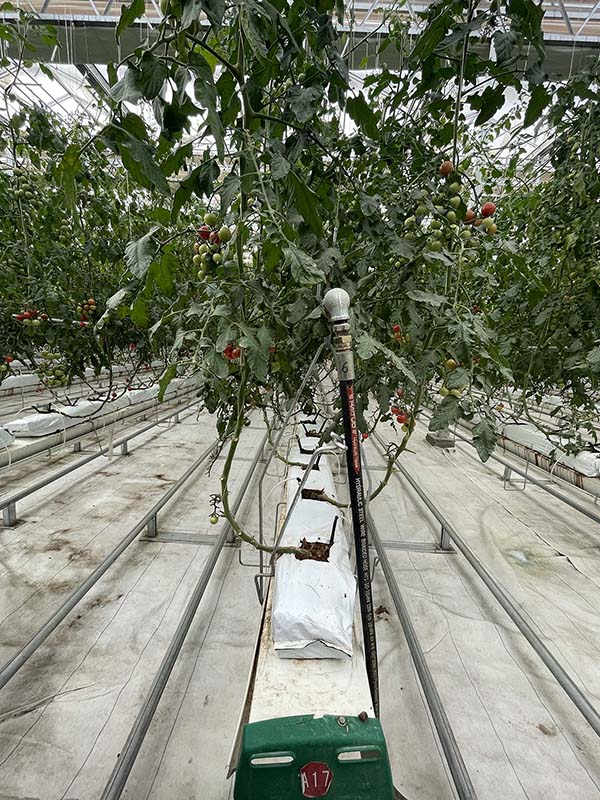 Un equipo de riego preciso y una bolsa orgánica con tierra en el invernadero. [Foto de Jiang Lu / chinadaily.com.cn]