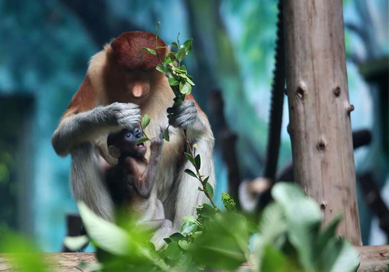 Monos narigudos en el Parque Safari Chimelong en Guangzhou, provincia de Guangdong. [Foto de Zheng Erqi / chinadaily.com.cn]