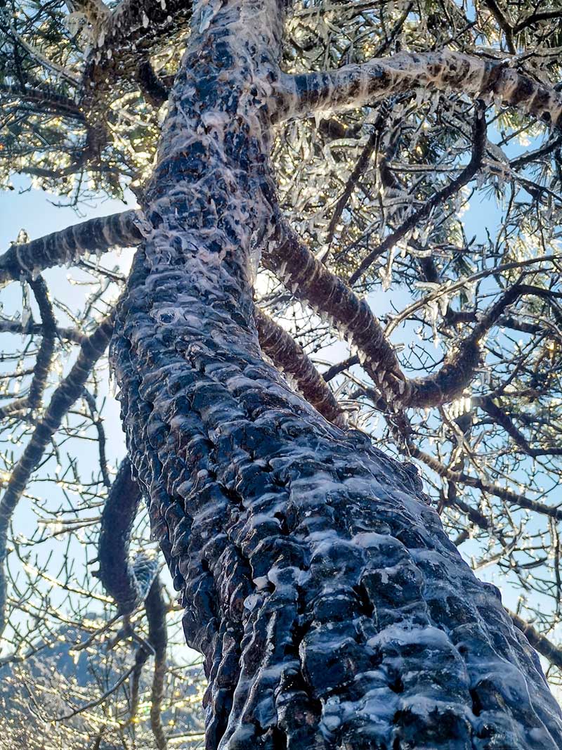 Una capa de hielo cubre los bosques de Qingdao