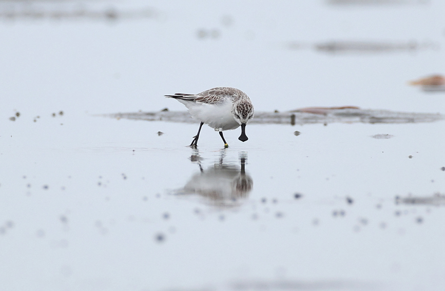Un pájaro playero pico de cuchara con un anillo "C2" se alimenta en la bahía de Danzhou, provincia de Hainan, 24 de noviembre del 2021. (Foto: Shen You)
