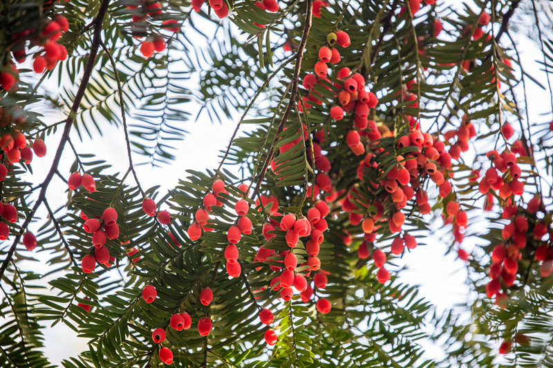 Se reanudan los paseos para contemplar los tejos chinos en Hangzhou