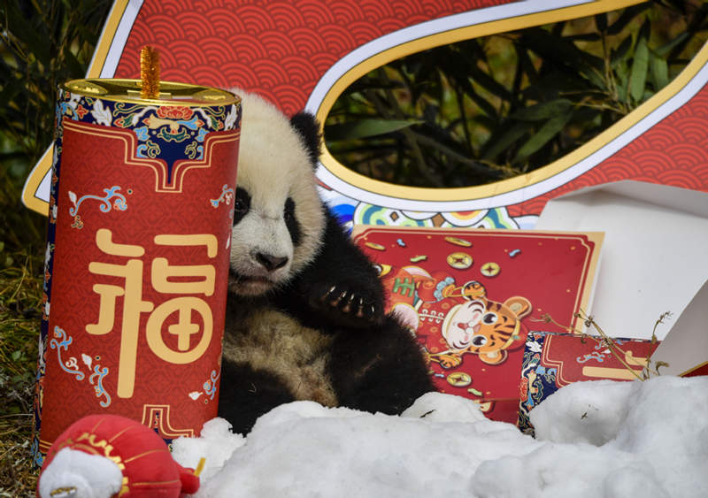 Los pandas gigantes nacidos en 2021 dan la bienvenida al Festival de Primavera