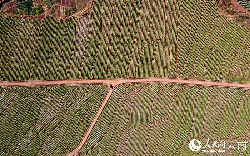 Emprendedor discapacitado convierte verdura en riqueza para su comunidad